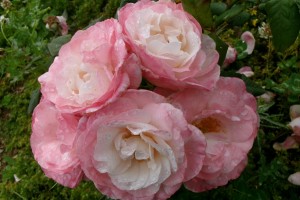 ENGLISH MISS (floribunda)